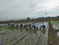 Dalam Rangka Mewujudkan Program Ketahanan Pangan Babinsa Ikut Serta Ke Sawah Bantu Petani