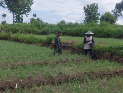 Untuk Meningkatkan Hasil Produksi  Babinsa Koramil 20 Ngluyu Melaksanakan Pendampingan Tanaman Bawang Merah