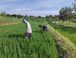 Wujudkan Ketahanan Pangan, Babinsa Desa Tempuran Koramil Ngluyu Bantu Petani Rawat Tanaman Padi