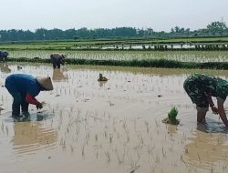 Dukung Swasembada Pangan Wilayah, Babinsa Koramil Loceret Bantu Petani Tanam Padi