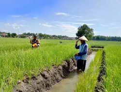 Awali Tahun Baru 2025 Babinsa Koramil 0810/02 Bagor Bantu Memupuk Bawang Merah