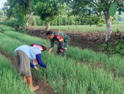 Babinsa Koramil 20 Ngluyu Melaksanakan Pendampingan Guna Mendukung Ketahanan Pangan