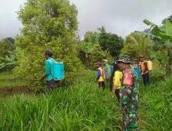 Babinsa Koramil Ngetos Bersama PPL Laksanakan Penyuluhan Dan Penyemprotan Hama