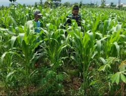 Babinsa Koramil 0810/ 18 Nganjuk Serda Wahyudi Bersama Dengan Petani Desa Suru melakukan Perawatan Jagung