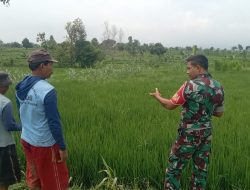 Babinsa Koramil Berbek Terjun Langsung Untuk Berikan Motivasi Kepada Petani Padi Di Wilayah