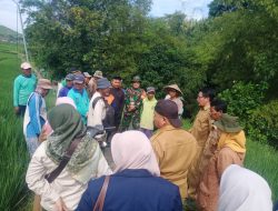 Babinsa Koramil 0810/15 Rejoso Berikan Motivasi Petani Sebelum Penyemprotan Hama Wereng