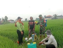 Dukung Program Hanpangan Babinsa Koramil 06 Kertosono Komsos Dengan Petani Guna Meningkatkan Hasil Panen