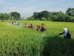 Basmi Hama Wereng, Babinsa 09/Ngronggot Terjun Langsung Bersama Dinas Pertanian Laksanakan Penyemprotan Tanaman Padi