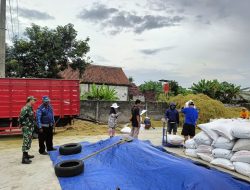 Babinsa Gebangkerep Koramil 0810/08 Baron Pantau Pelaksanaan Penyerapan Gabah Oleh Bulog
