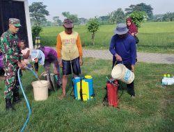 Wujudkan Swasembada Pangan, Babinsa dan PPL Turun Langsung Ke Sawah Dampingi Petani Semprot Hama Padi