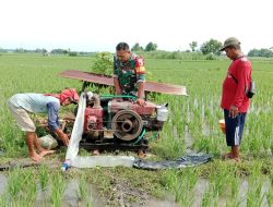 Wujudkan Ketahanan Pangan, Babinsa Bantu Petani Melakukan Pengairan Sawah Metode Pompanisasi