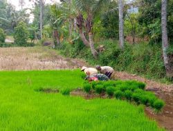 Senang Sekali Petani Desa Bareng Selalu Didampingi Babinsa Setiap Beraktifitas Di Ladang