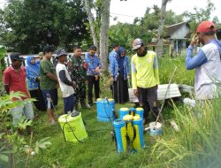 Babinsa Koramil 0810/11 Prambon Bersama Dinas UPTD Prambon Berikan Penyuluhan Dan Penyemprotan Hama Wereng