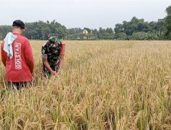 Pantau Perkembangan Tanaman Padi Babinsa Koramil 0810/03 Loceret Turun Ke Sawah