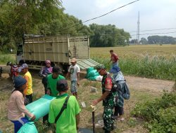Dukung Program Pemerintah Babinsa Koramil 14/Gondang Dampingi Penyerapan Gabah Panen Petani Oleh Bulog