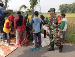 Tingkatkan Keharmonisan Babinsa Komsos Dengan Pemilik Padi Saat Proses Pengedosan