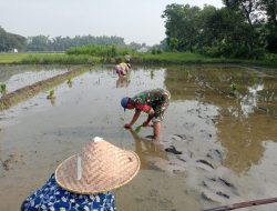 Sukseskan Swasembada Pangan, Babinsa Koramil 13 Lengkong Dampingi Petani Binaan Ikut Tanam Padi.