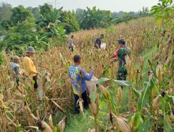 Wujud Kemanunggalan TNI Dengan Rakyat Babinsa Koramil 05 Sawahan Bersama Warga Panen Jagung.