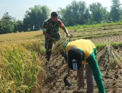 Ringankan Beban Warga Binaanya Babinsa Desa Suru Turut Serta Membantu Petani Memanen Padi Secara Tradisional
