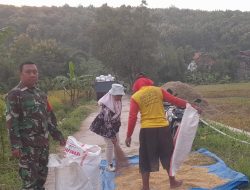 Babinsa Bersama PPL Melakukan Pendampingan Petani Dalam Proses Panen Padi