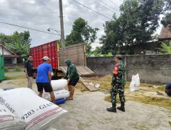 Sinergi Babinsa Bersama Petani || Babinsa Gebangkerep Dorong Petani Jual Gabah Ke BULOG