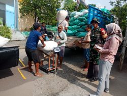 Masih Dalam Suasana Hari Raya Idul Fitri Babinsa Koramil 15 Rejoso Tetap Semangat Dampingi Bulog Serap Hasil Panen Petani