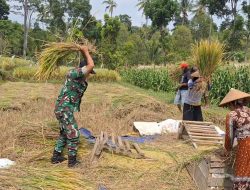 Cerminan Kemanunggalan TNI Dengan Rakyat, Babinsa Turun Langsung Bantu Petani