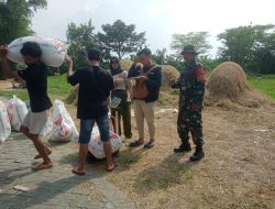 Babinsa Dampingi Bulog Serap Gabah Petani Di Wilayah Binaan