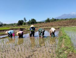Peran Babinsa dalam Pendampingan Tanam Padi Bersama Kelompok Tani