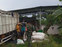 Babinsa 0810/08 Baron Desa Kemaduh Kecamatan Baron Dampingi Petani Pasca Panen Padi.