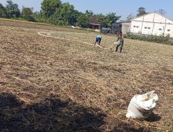Babinsa terus dampingi Petani Untuk Sukseskan Hasil Panen  