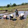 Babinsa Koramil 0810/18 Ngetos Dampingi Petani Tanam Padi di Desa Kweden