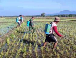 Babinsa Kodim 0810 Nganjuk  Dampingi Petani dan PPL Melaksanakan Gerdal Hama Wereng 