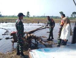 Sinergi TNI dan PPL Tingkatkan Kapasitas Petani di Wilayah Kecamatan Ngronggot