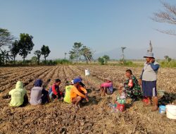 Sinergitas Babinsa dengan Petani Mewujudkan suksesnya Swasembada pangan di Wilayah binaan.