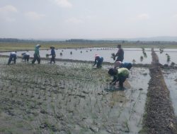 Babinsa Berikan Pendampingan Masa Tanam MT 3 di wilayah binaannya 
