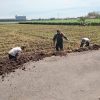 Kerja Bakti Pembuatan Tanggul Jalan Sawah di Desa Sekarputih, Wujud Sinergi TNI dan Warga