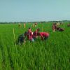 Babinsa Koramil 0810/15 Rejoso Dampingi Petani Lakukan Pengamatan Tanaman Padi dalam Lanjutan Sekolah Lapang Tematik