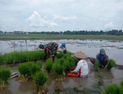 Babinsa Koramil 0810/08 Baron Laksanakan Pendampingan Ketahanan Pangan kepada Petani Padi