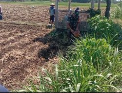 Babinsa Bantu Warga Tanam Jagung Tingkatkan Ketahanan Pangan Di Wilayah