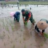Tingkatkan Ketahanan Pangan, Babinsa Bantu Petani Tanam Padi di Gebangkerep