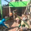 Babinsa Koramil 14/Gondang Bersama Warga Bantu Bedah Rumah Tidak Layak Huni