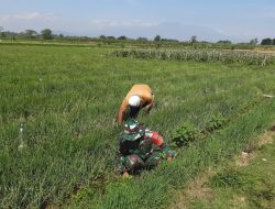 Babinsa Desa Trayang Bantu Petani Bersihkan Gulma, Dorong Produktivitas Bawang Merah