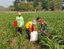 Babinsa Desa Pesudukuh Dukung Ketahanan Pangan Lewat Pendampingan Petani