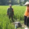 Babinsa Tegaron Dampingi Petani Lakukan Penyiangan dan Pengairan Padi
