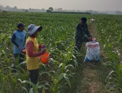 Sukseskan Program Swasembada Pangan, Babinsa Desa Pesudukuh Dampingi Petani di Lapangan