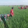 Babinsa Koramil 0810/15 Rejoso Dampingi Petani dalam Pengamatan Padi dan Pembuatan Pupuk Organik