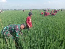 Babinsa Koramil 0810/15 Rejoso Dampingi Petani dalam Pengamatan Padi dan Pembuatan Pupuk Organik