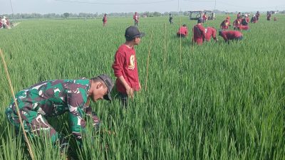 Babinsa Koramil 0810/15 Rejoso Dampingi Petani dalam Pengamatan Padi dan Pembuatan Pupuk Organik
