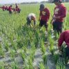 Tekad Sukseskan Swasembada Pangan Nasional, Babinsa dan PPL Terus Dampingi Petani di Lapangan